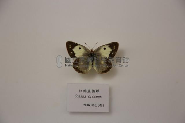 紅點豆粉蝶藏品圖，第1張