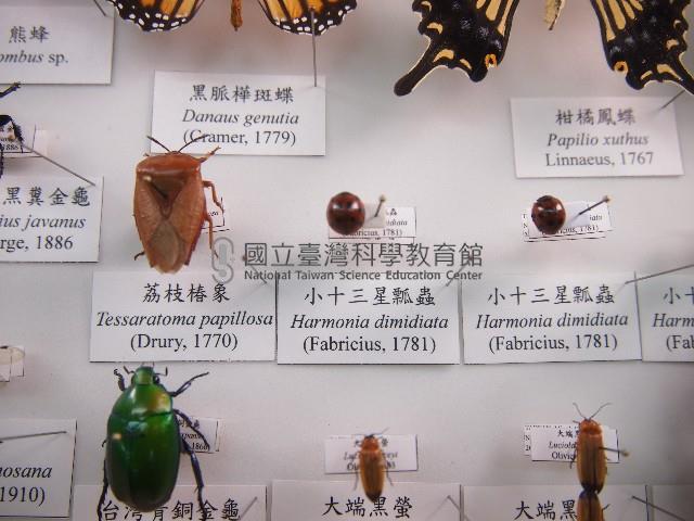 小十三星瓢蟲藏品圖，第1張