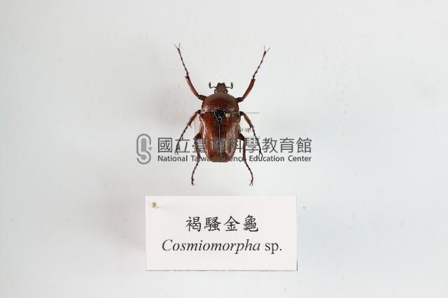 褐騷金龜藏品圖，第1張