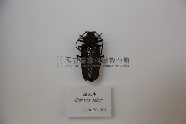 鋸天牛藏品圖，第1張