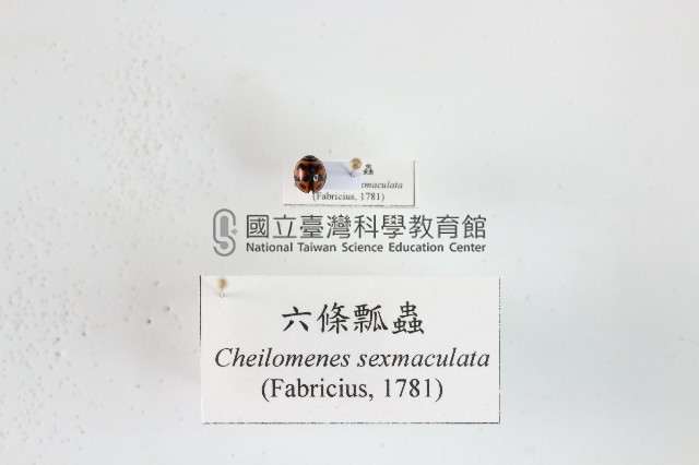 六條瓢蟲藏品圖，第1張