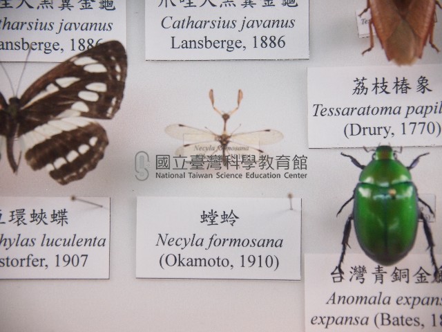 螳蛉藏品圖，第1張