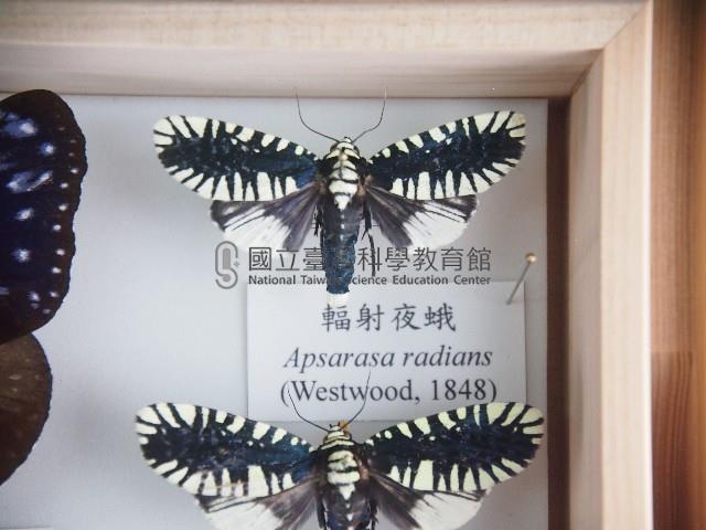 輻射夜蛾藏品圖，第1張