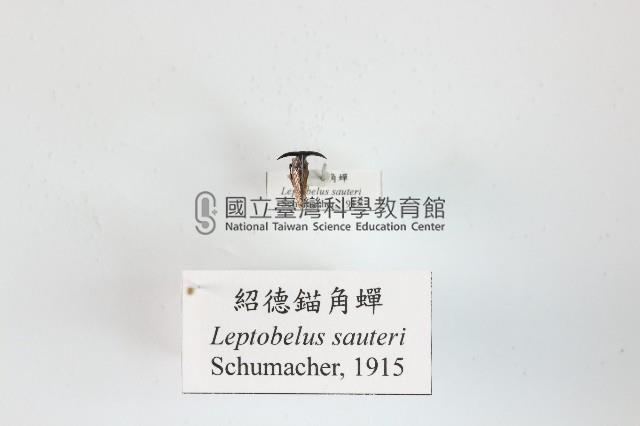 紹德錨角蟬藏品圖，第1張