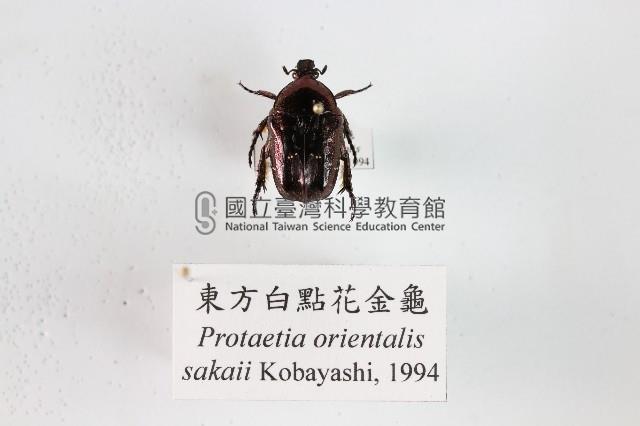 東方白點花金龜藏品圖，第1張