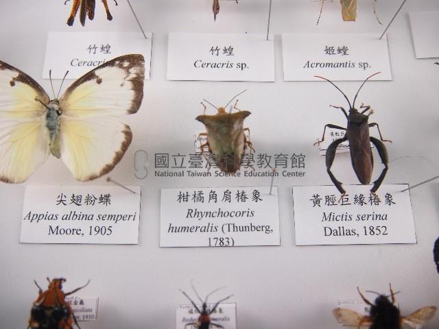 柑橘角肩椿象藏品圖，第1張