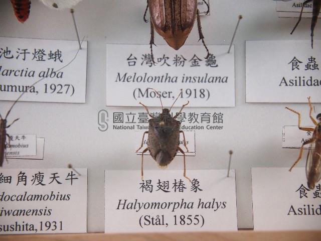 褐翅椿象藏品圖，第1張