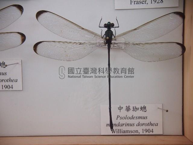 中華珈蟌藏品圖，第1張