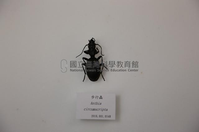步行蟲藏品圖，第1張