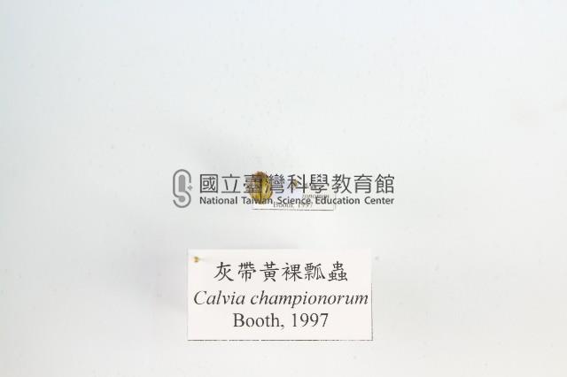 灰帶黃裸瓢蟲藏品圖，第1張