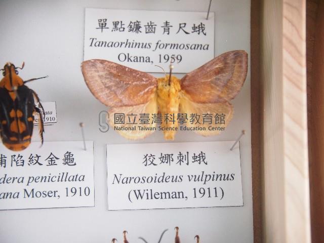 狡娜刺蛾藏品圖，第1張