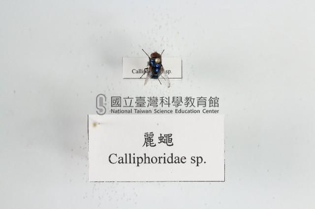 麗蠅藏品圖，第1張