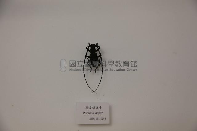 糙皮模天牛藏品圖，第1張