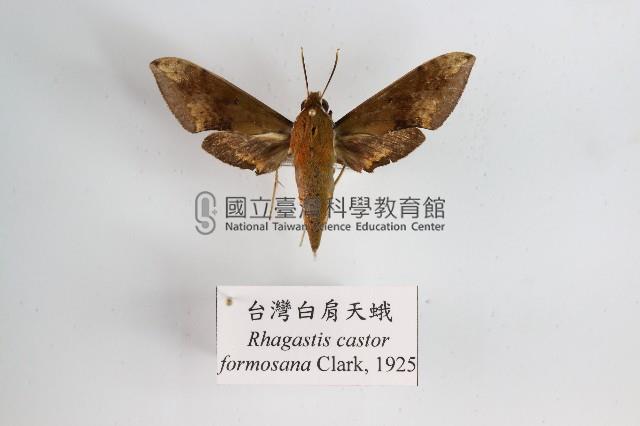 臺灣白肩天蛾藏品圖，第1張