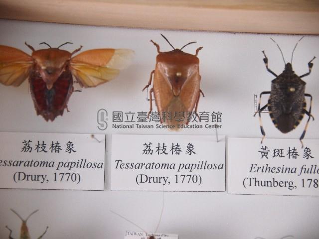 荔枝椿象藏品圖，第1張