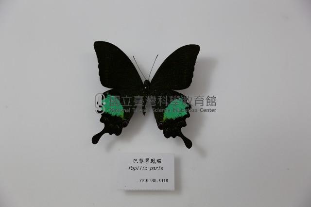 巴黎翠鳳蝶藏品圖，第1張