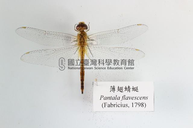 薄翅蜻蜓藏品圖，第1張