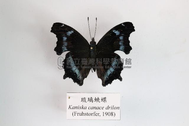 琉璃蛺蝶藏品圖，第1張