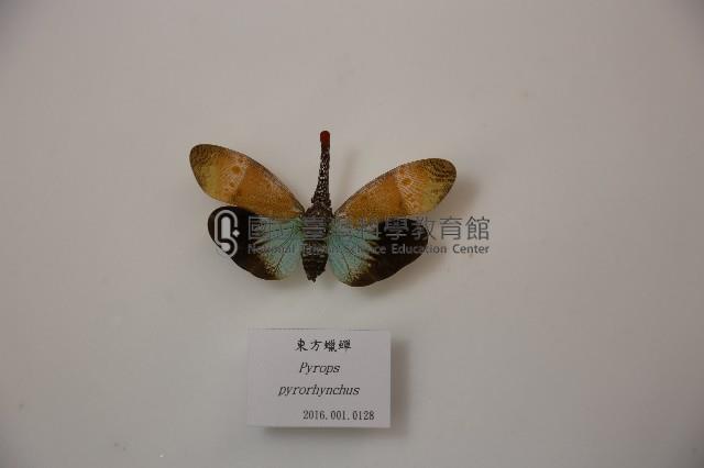 東方蠟蟬藏品圖，第1張