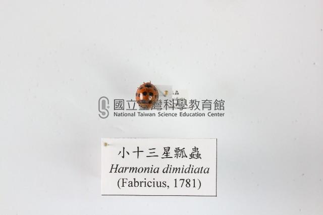 小十三星瓢蟲藏品圖，第1張