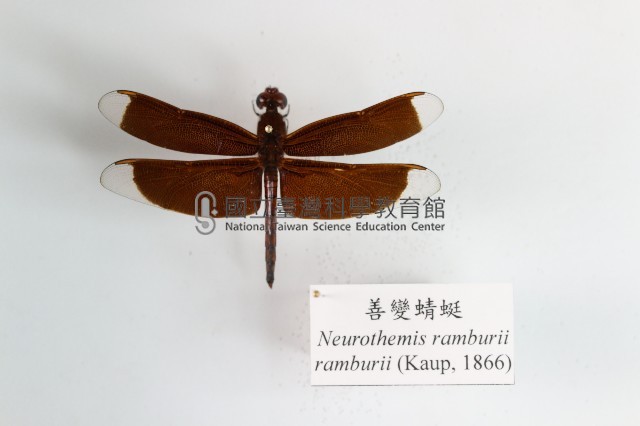 善變蜻蜓藏品圖，第1張