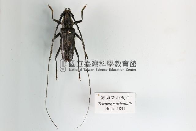 刺胸深山天牛藏品圖，第1張