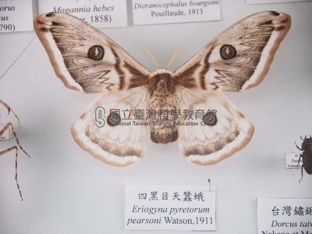 四黑目天蠶蛾藏品圖，第1張