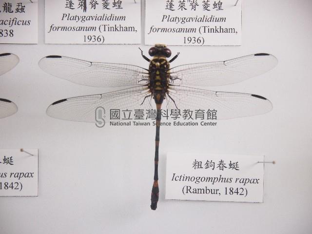 粗鉤春蜓藏品圖，第1張