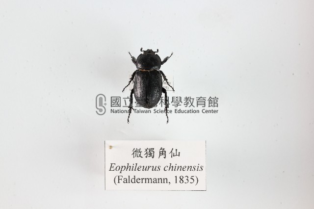 微獨角仙藏品圖，第1張