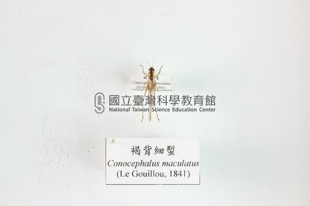 褐背細蟴藏品圖，第1張
