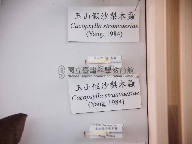 玉山假沙梨木蝨藏品圖，第1張