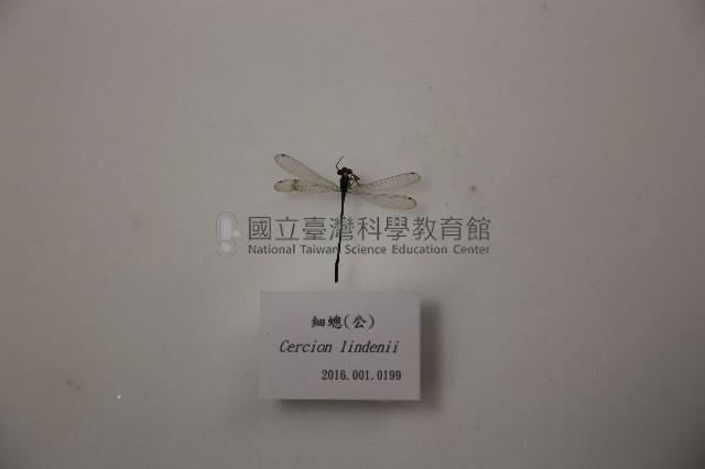 細蟌(公)藏品圖，第1張