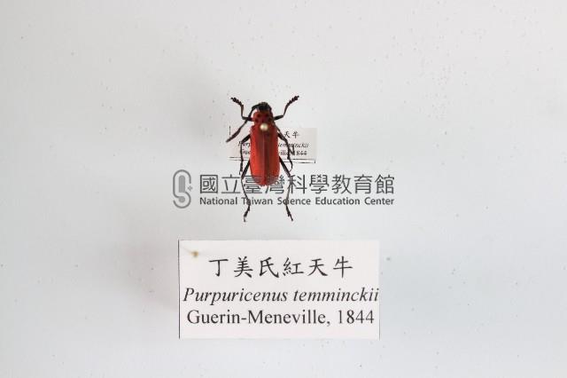 丁美氏紅天牛藏品圖，第1張