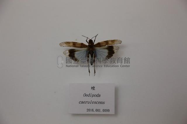 蝗藏品圖，第1張