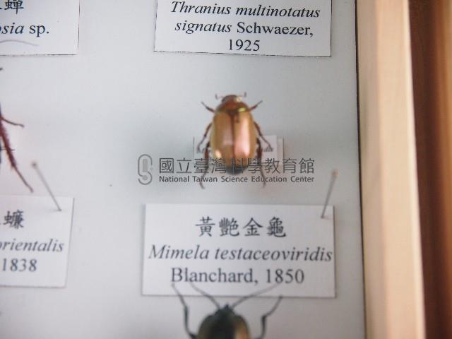 黃艷金龜藏品圖，第1張