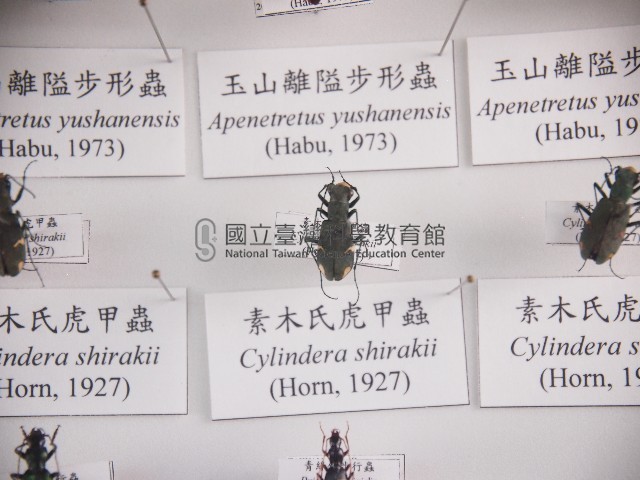 素木氏虎甲蟲藏品圖，第1張
