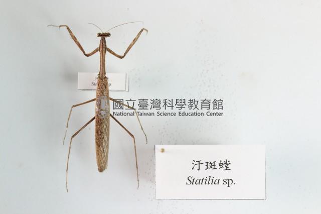 汙斑螳藏品圖，第1張