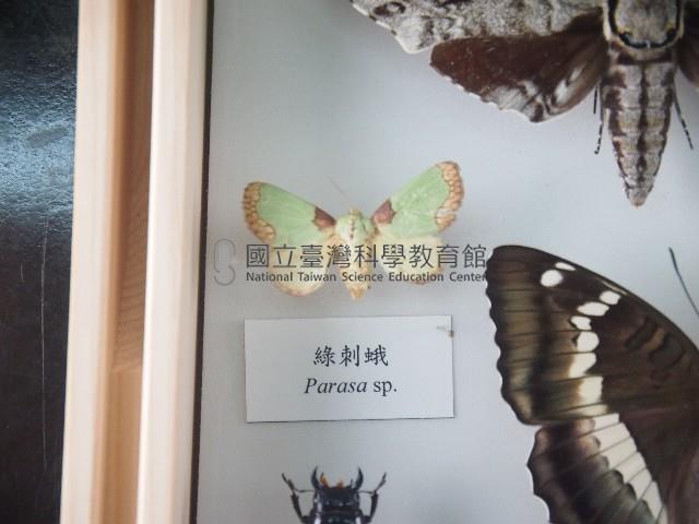 綠刺蛾藏品圖，第1張