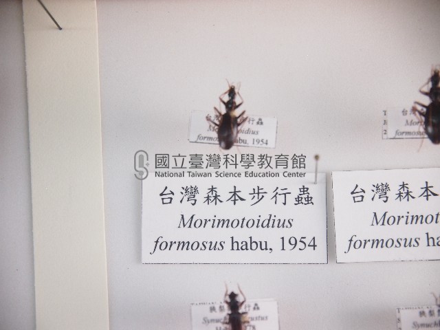 臺灣森本步行蟲藏品圖，第1張