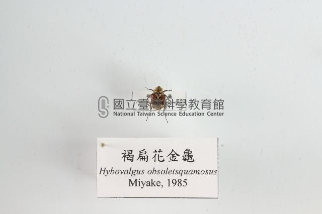 褐扁花金龜藏品圖，第1張