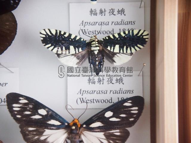 輻射夜蛾藏品圖，第1張
