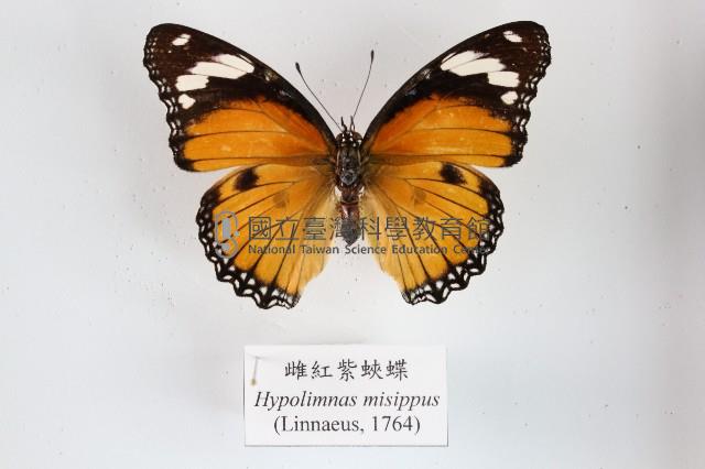 雌紅紫蛺蝶藏品圖，第1張