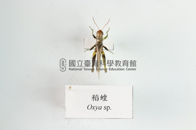 稻蝗藏品圖，第1張