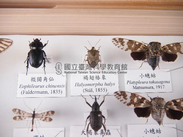 褐翅椿象藏品圖，第1張