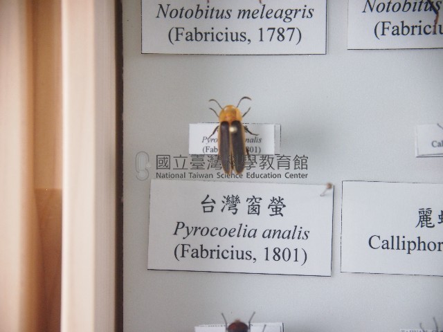 臺灣窗螢藏品圖，第1張