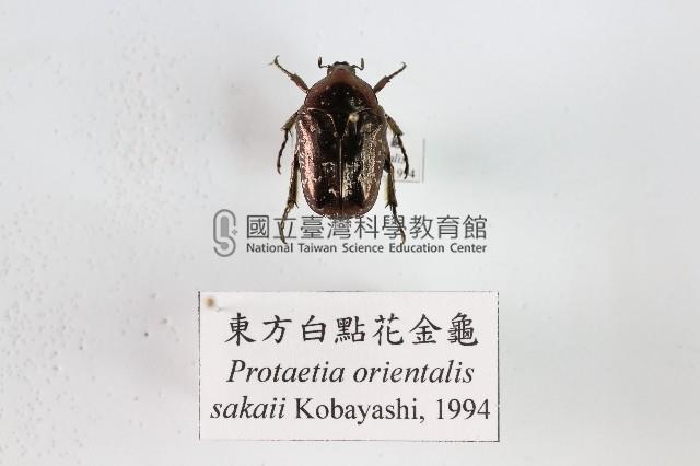 東方白點花金龜藏品圖，第1張