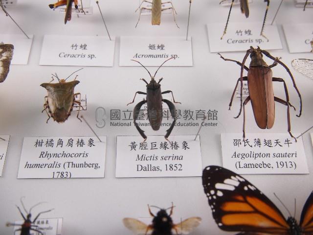 黃脛巨緣椿象藏品圖，第1張