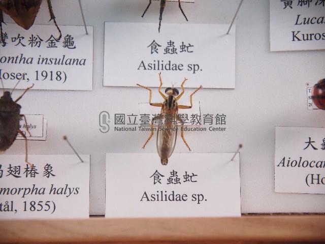 食蟲虻藏品圖，第1張