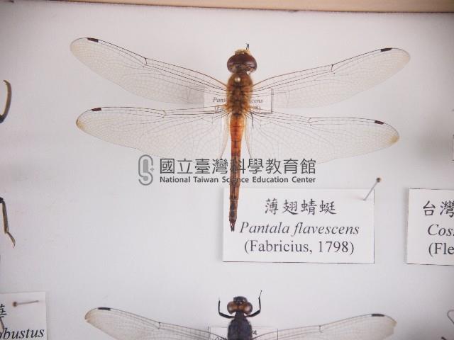 薄翅蜻蜓藏品圖，第1張