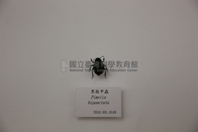 黑殼甲蟲藏品圖，第1張